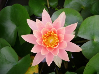 ����ũ��� ����