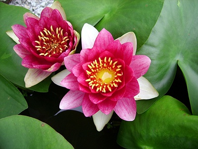 ����ũ��� ����