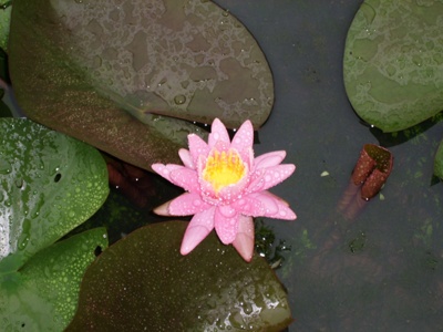 ����ũ��� ����