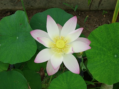 ����ũ��� ����