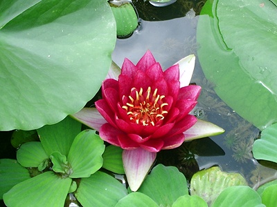 ����ũ��� ����