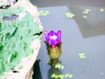 ����ũ��� ����