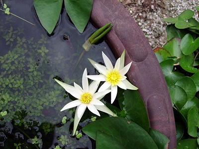 ����ũ��� ����