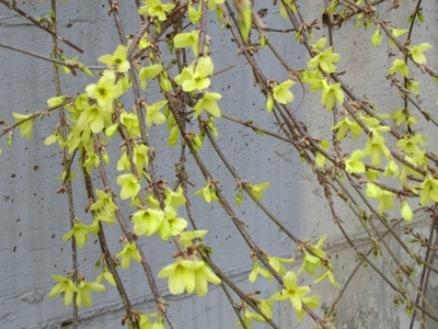 ����ũ��� ����