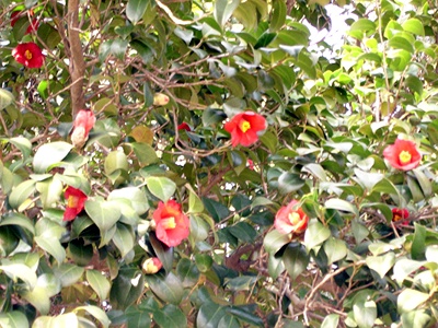 ����ũ��� ����