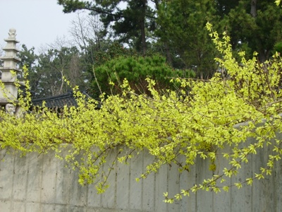 ����ũ��� ����