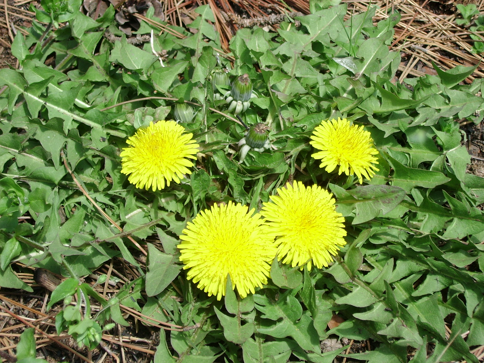 ����ũ��� ����