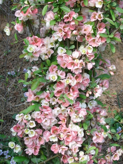 ����ũ��� ����