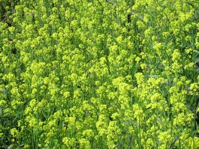 ����ũ��� ����