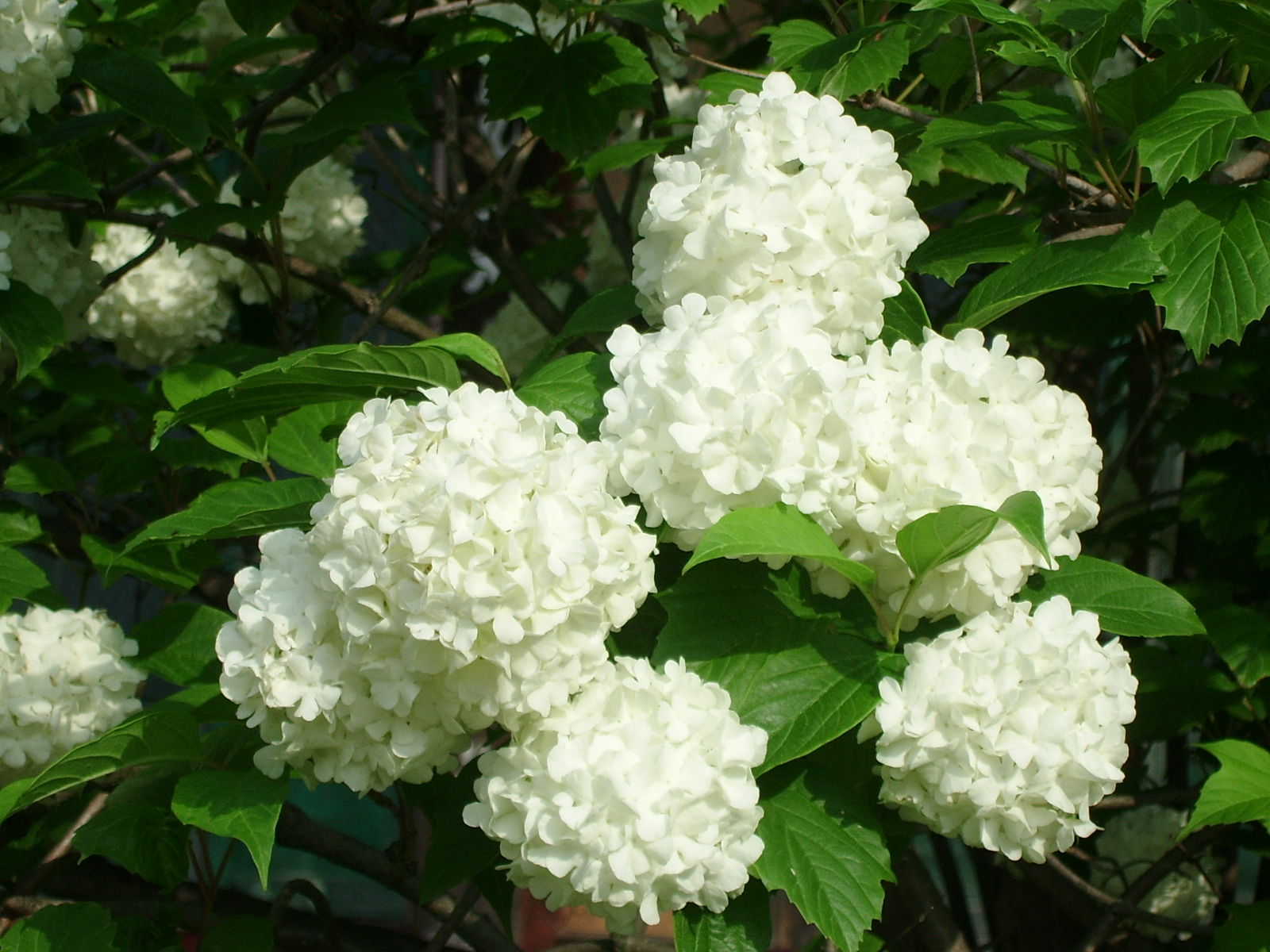 ����ũ��� ����