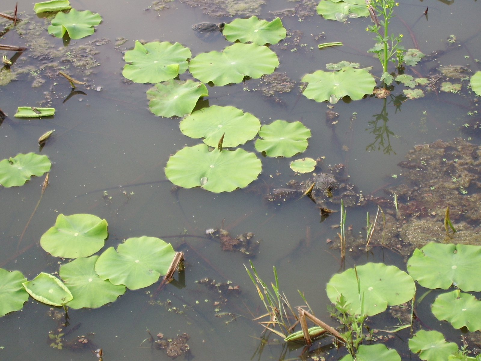 ����ũ��� ����