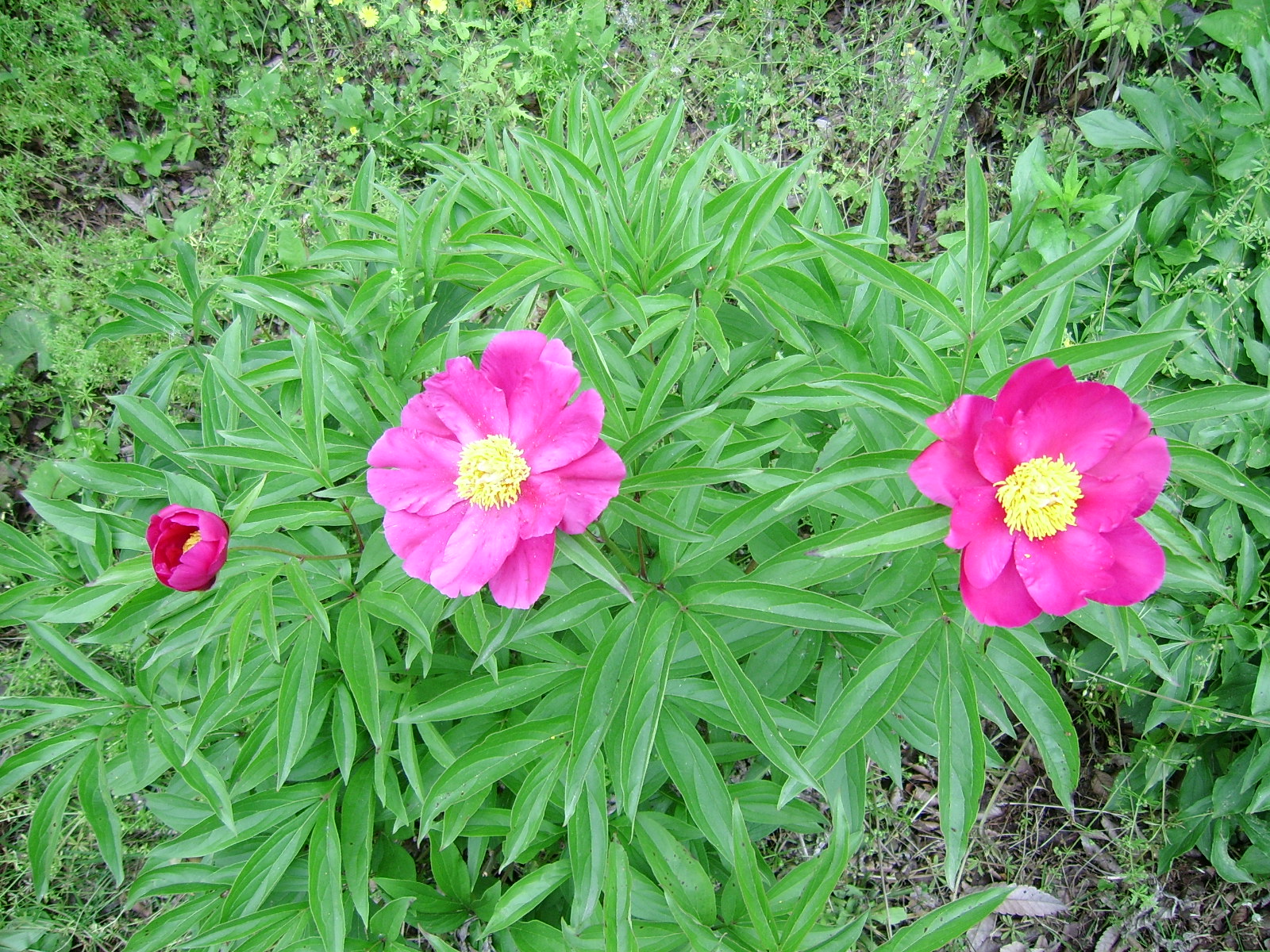 ����ũ��� ����