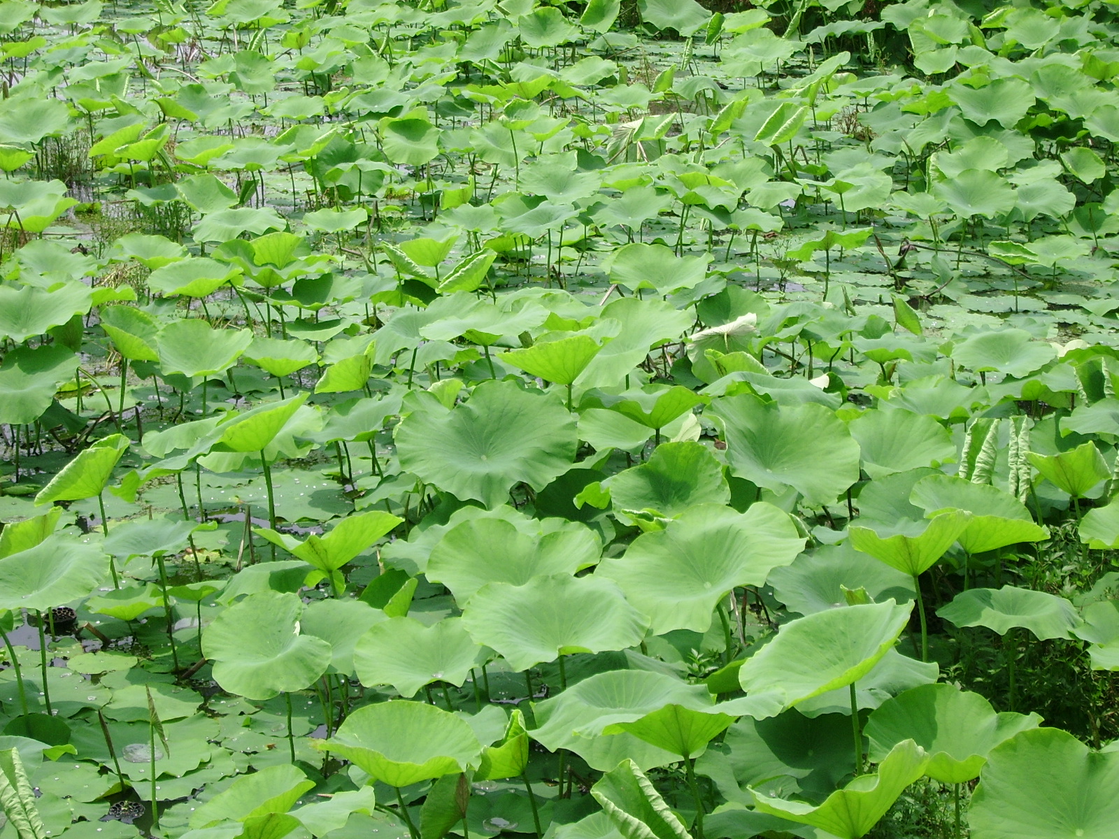 ����ũ��� ����