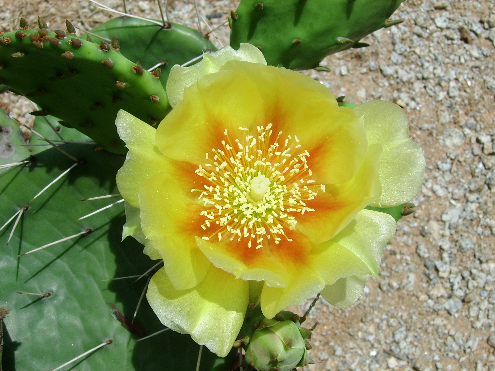 ����ũ��� ����