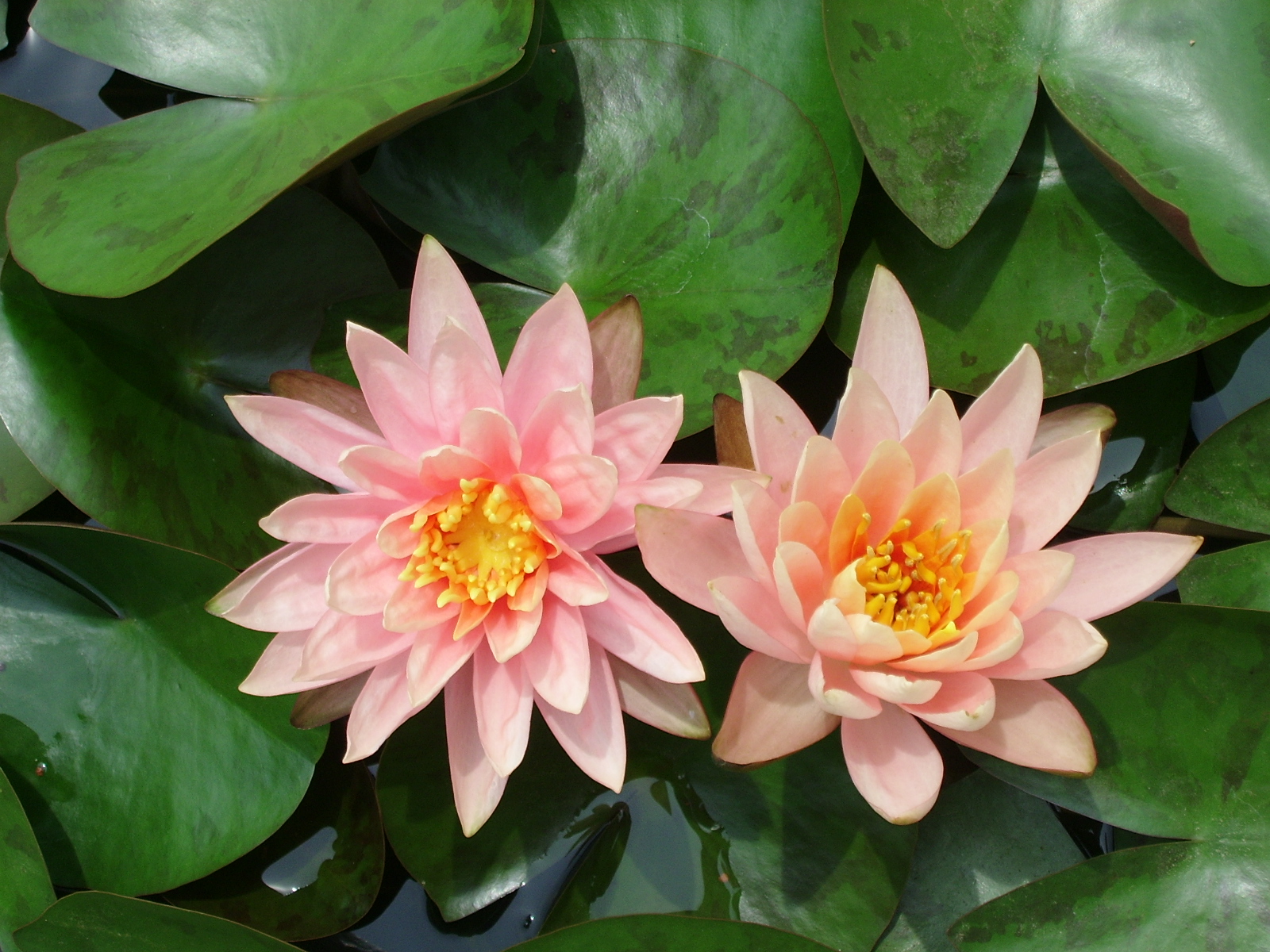 ����ũ��� ����