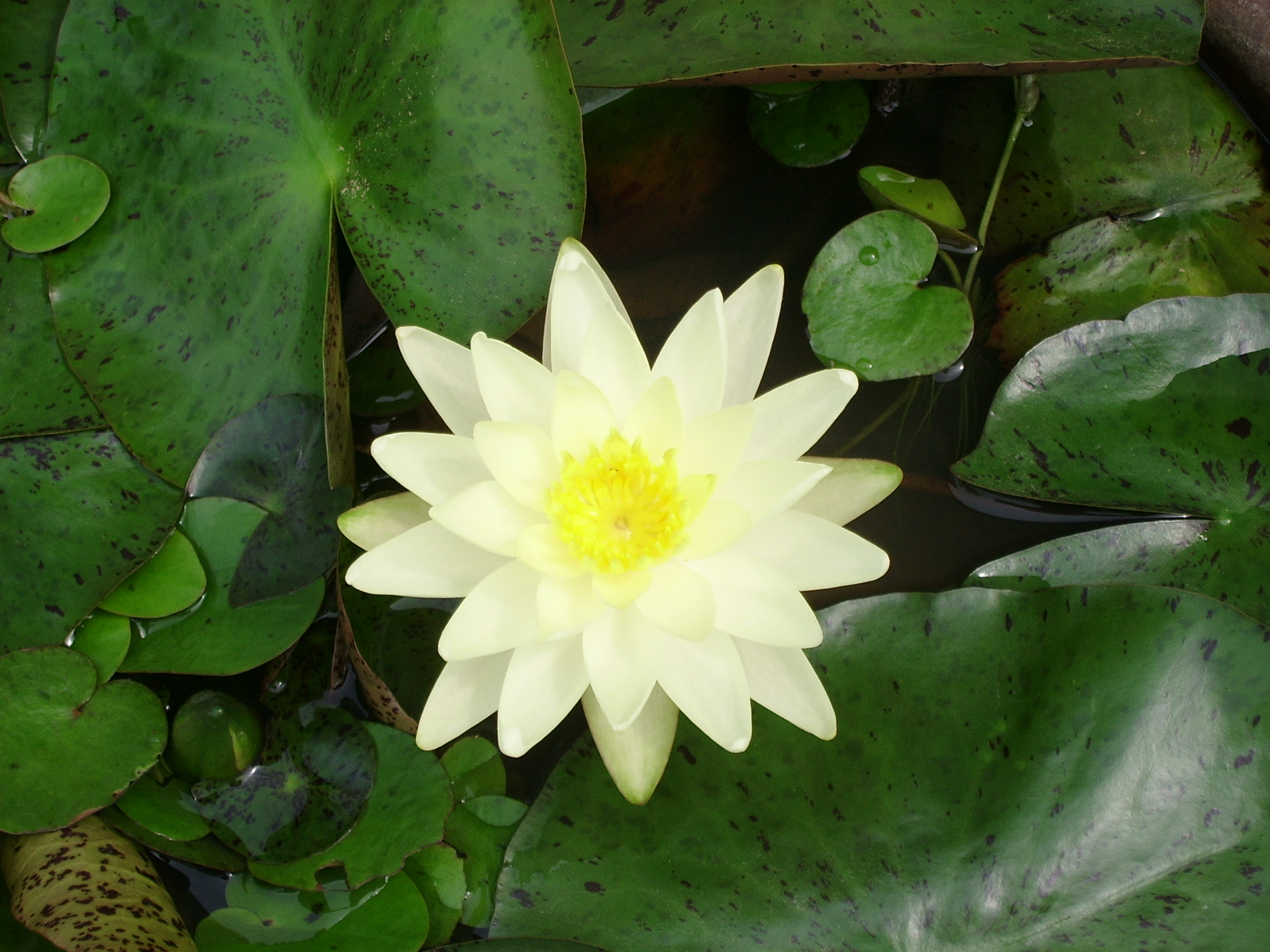 ����ũ��� ����