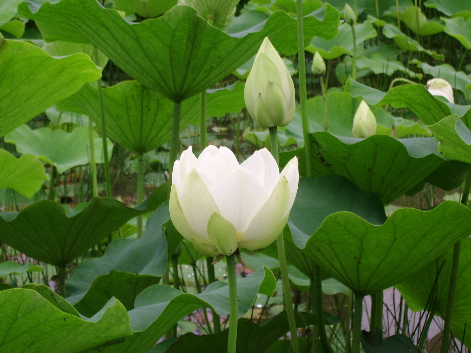 ����ũ��� ����