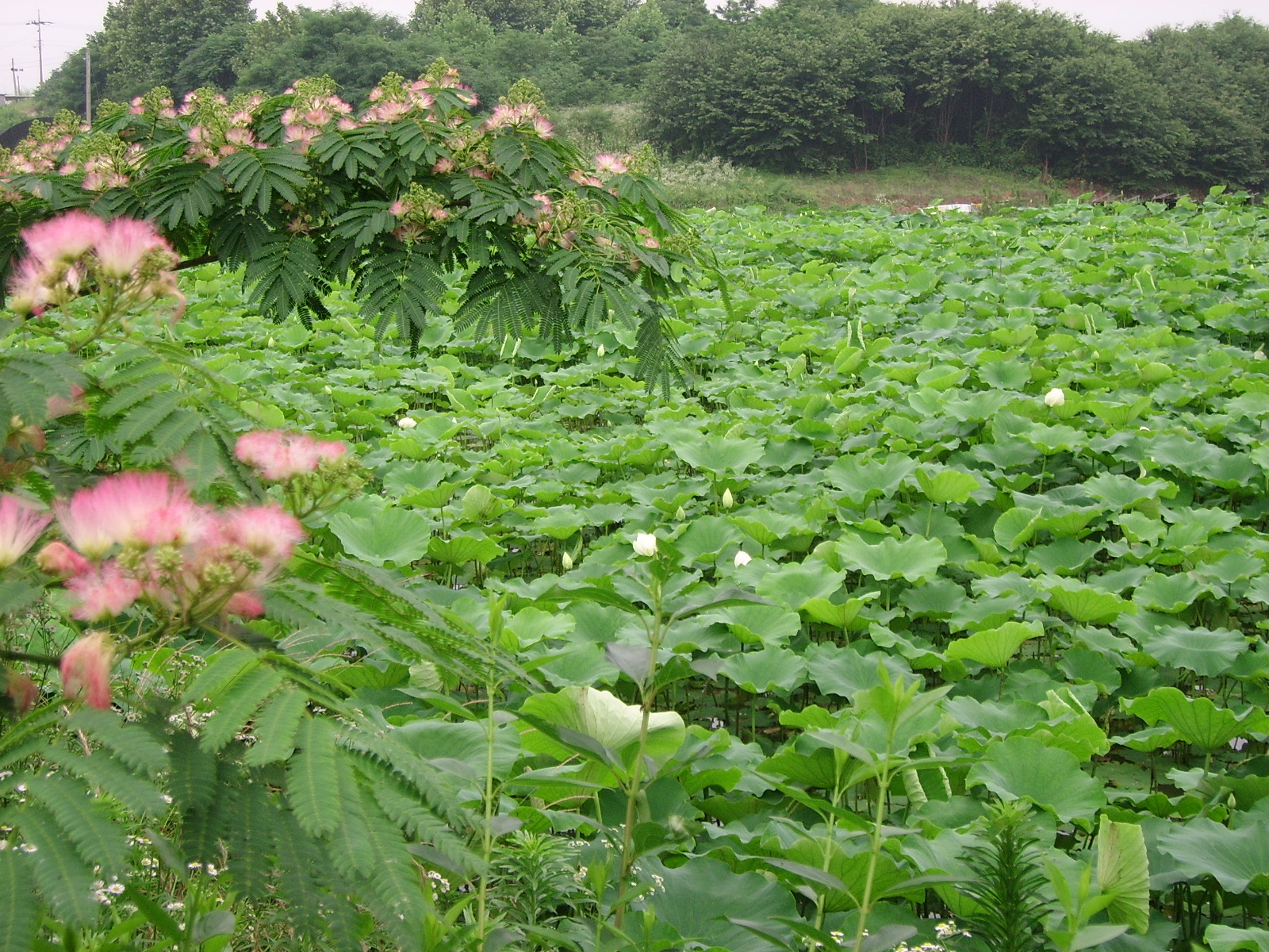 ����ũ��� ����