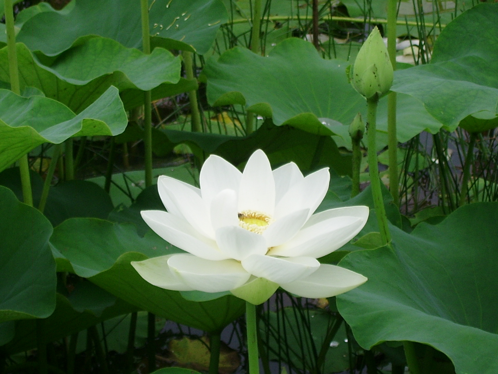 ����ũ��� ����