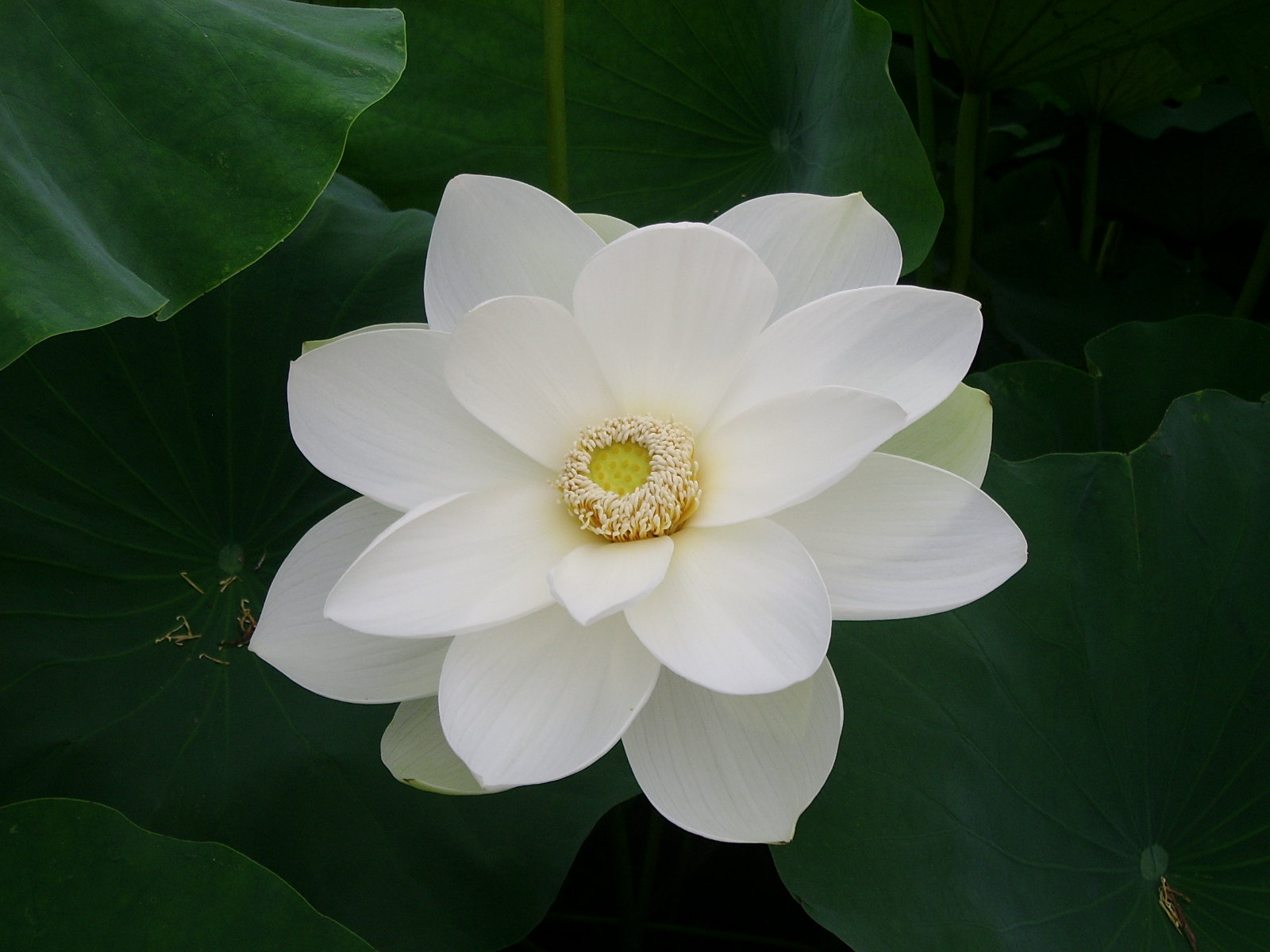 ����ũ��� ����