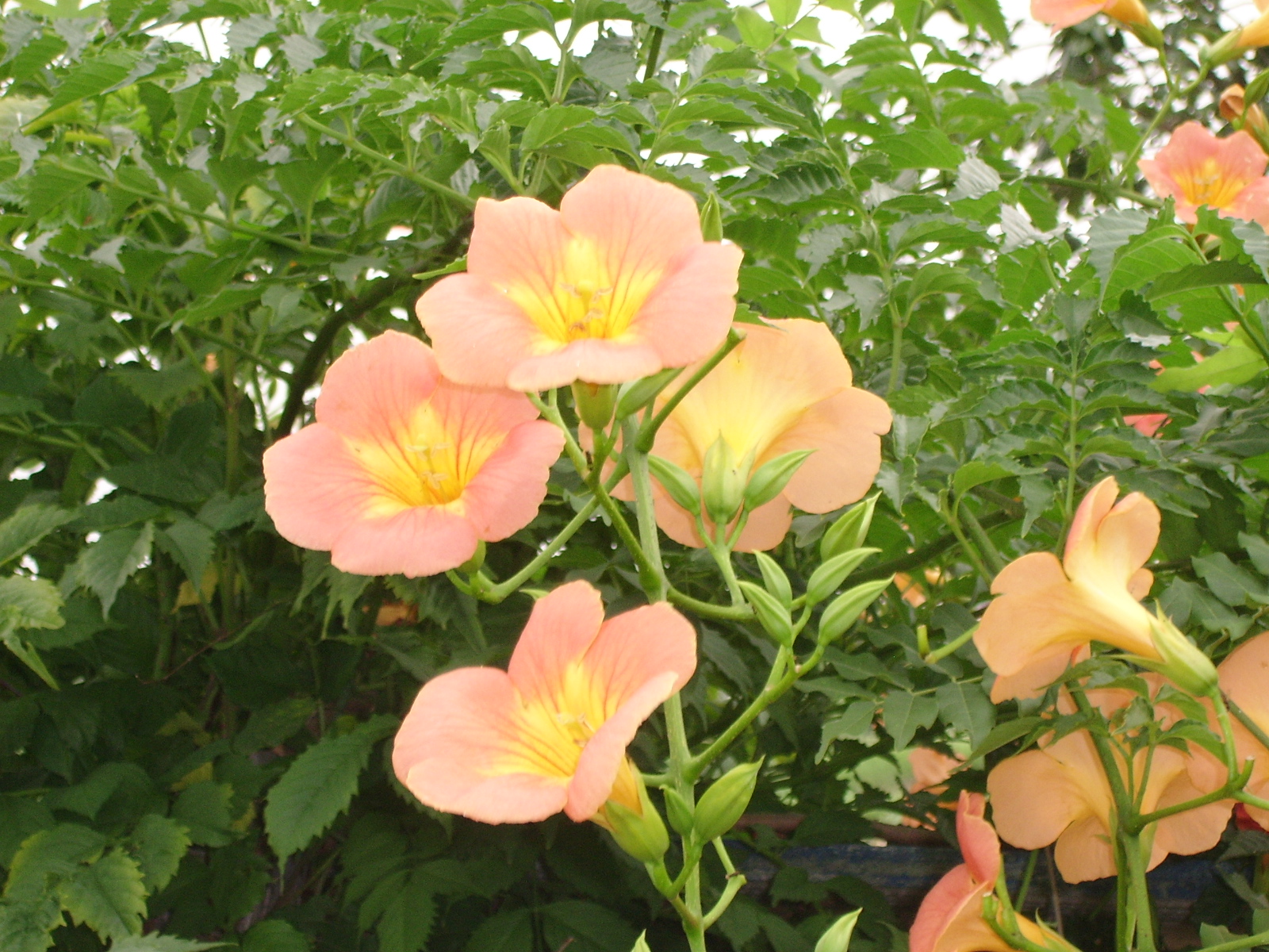 ����ũ��� ����