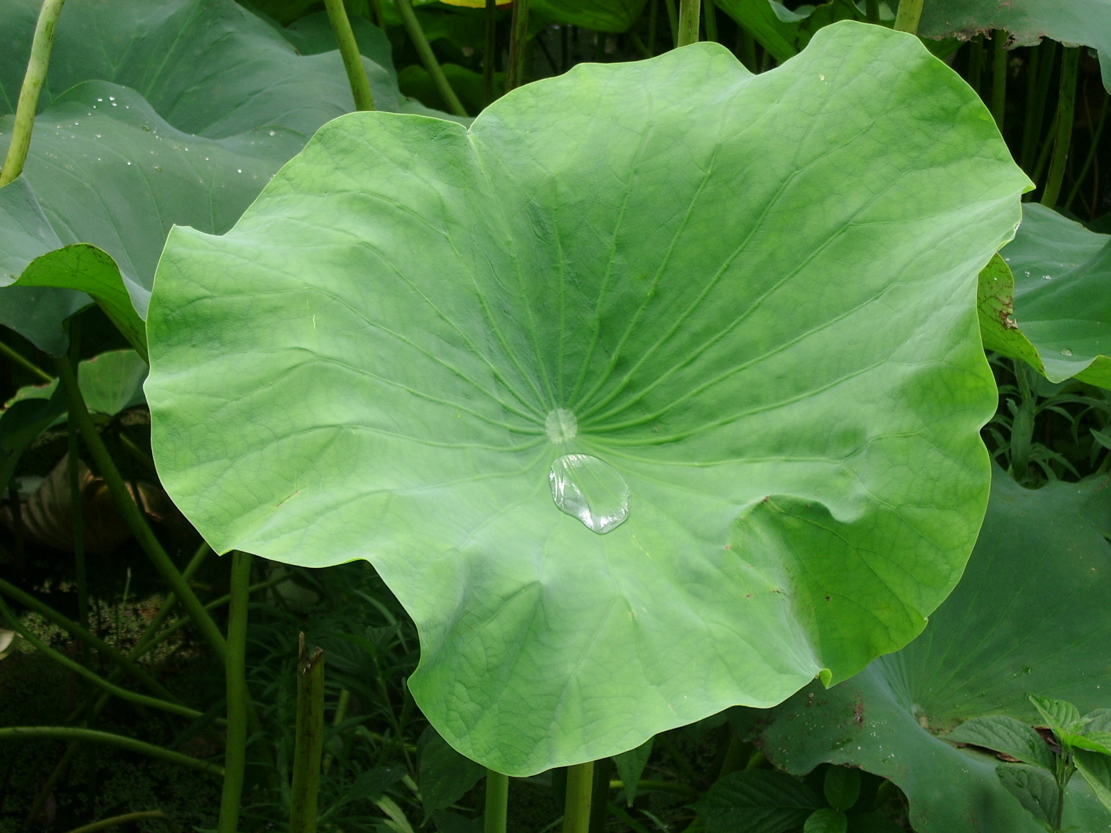 ����ũ��� ����