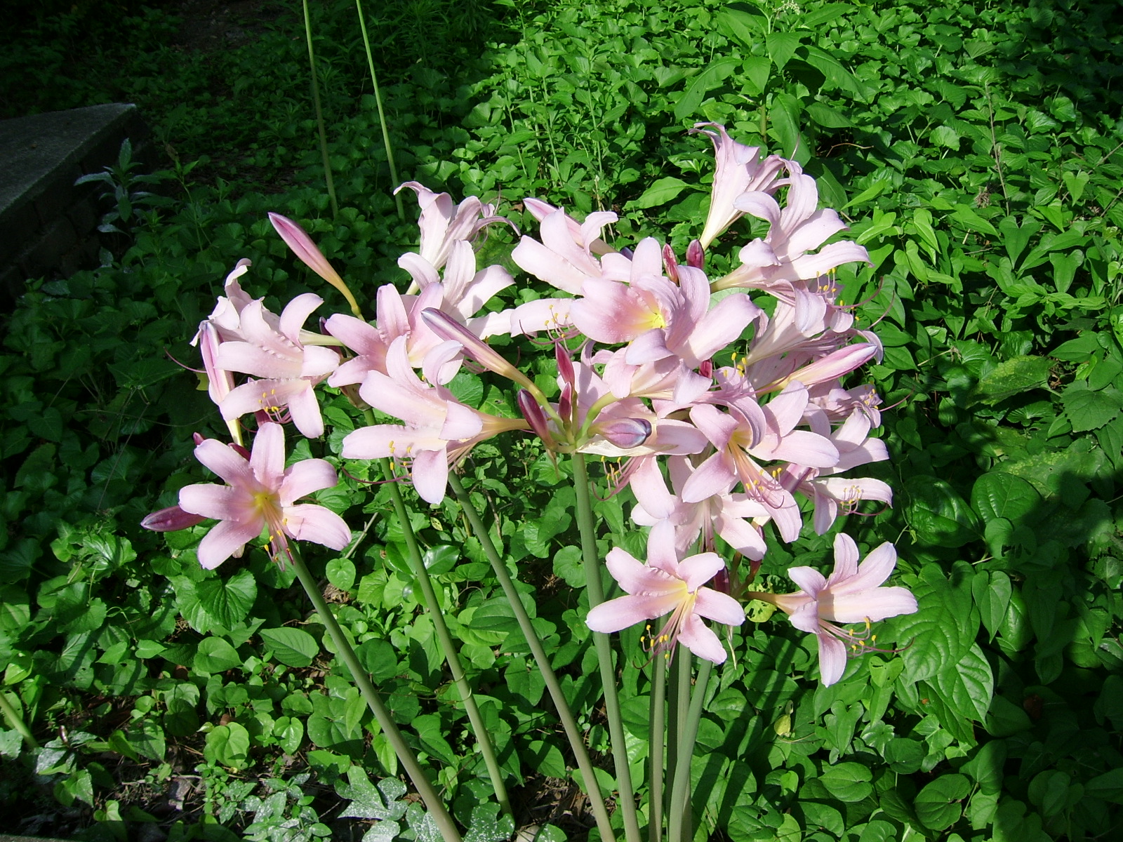 ����ũ��� ����