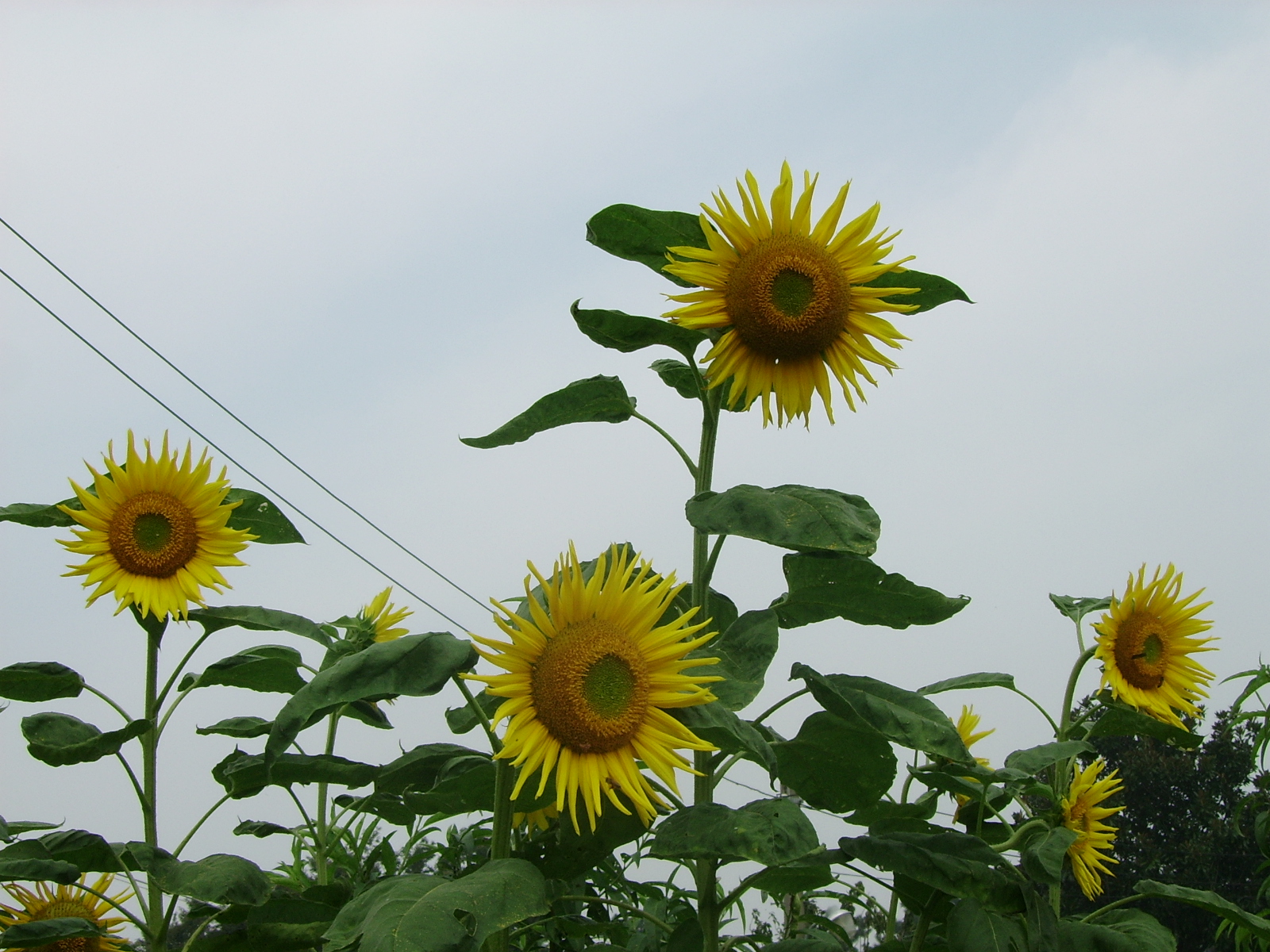 ����ũ��� ����