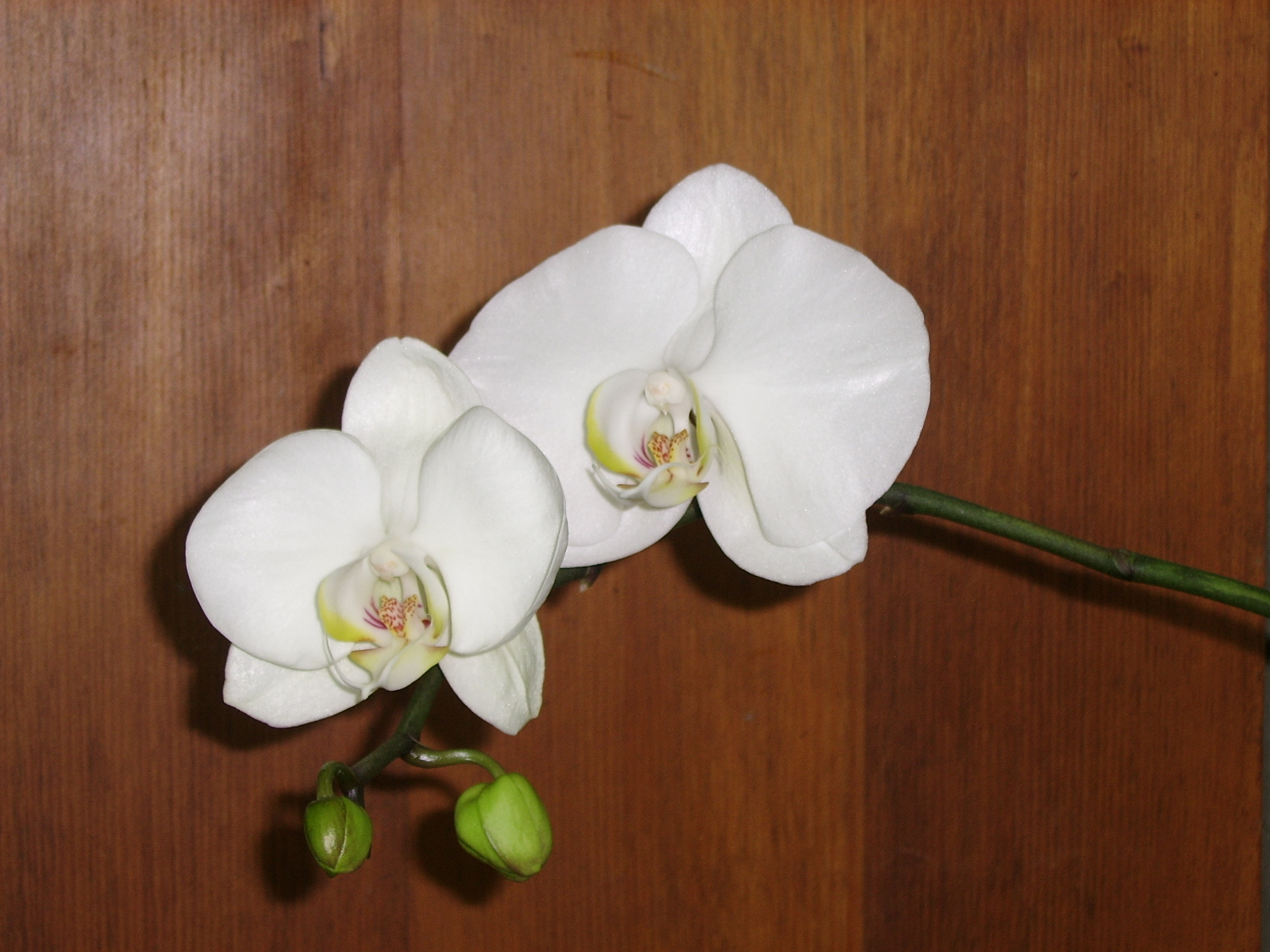 ����ũ��� ����