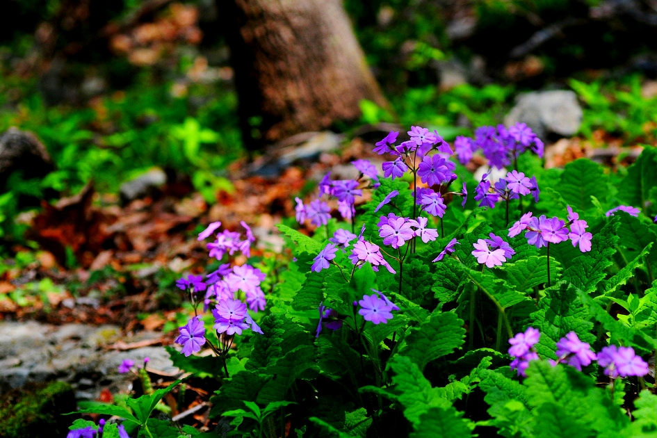 ����ũ��� ����