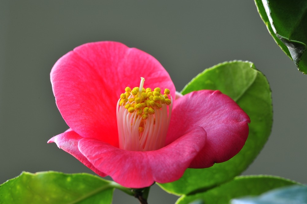 ����ũ��� ����