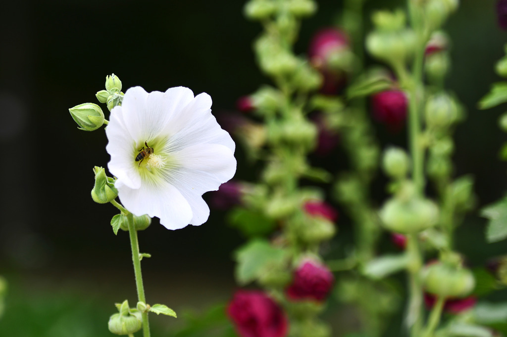 ����ũ��� ����