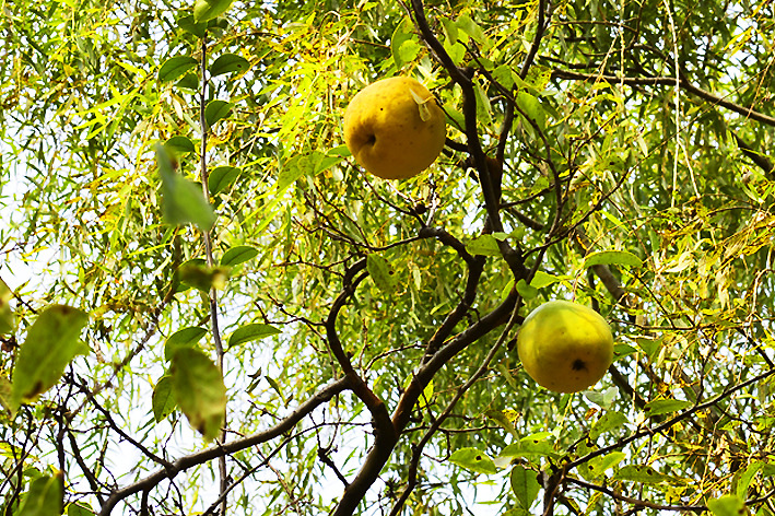 ����ũ��� ����