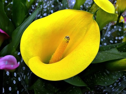 ����ũ��� ����