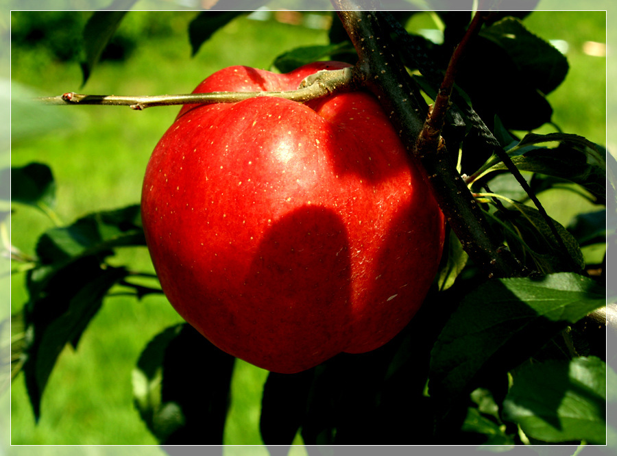 ����ũ��� ����