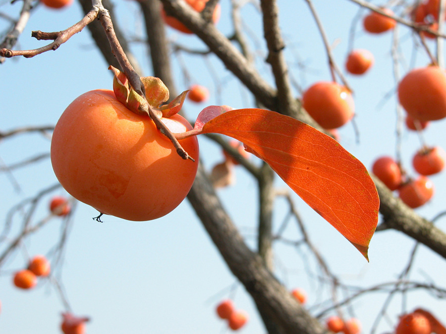 ����ũ��� ����