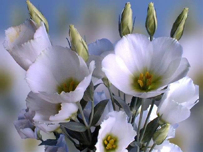 ����ũ��� ����