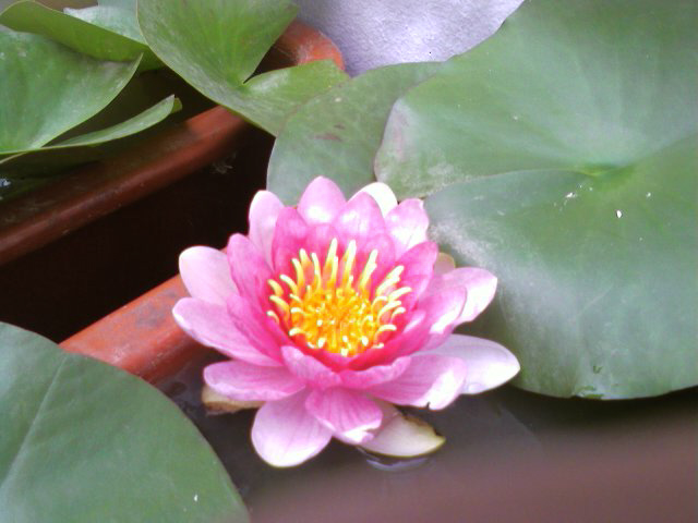 ����ũ��� ����