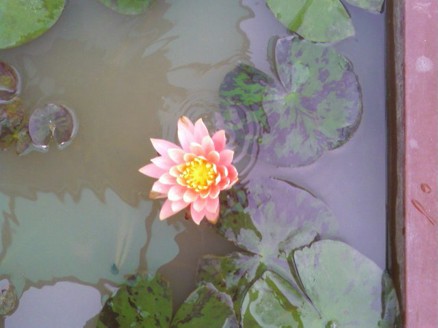 ����ũ��� ����