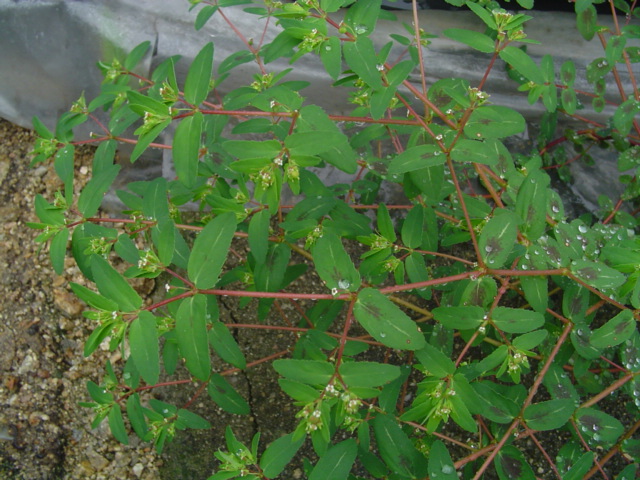 ����ũ��� ����