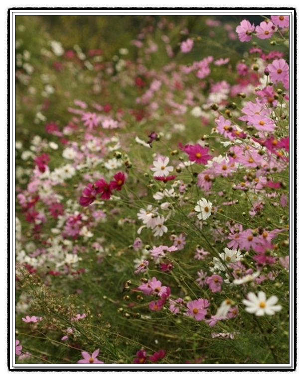 ����ũ��� ����