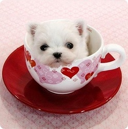 ����ũ��� ����