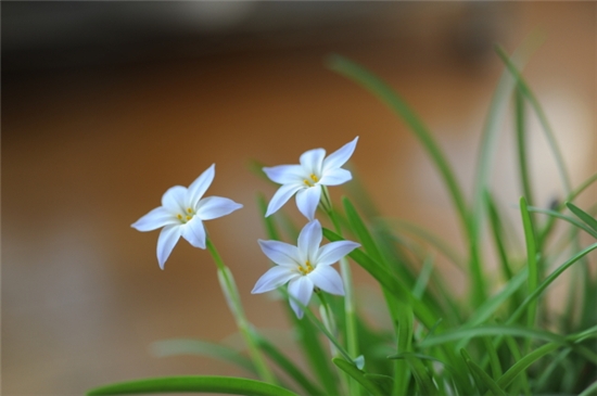 ����ũ��� ����