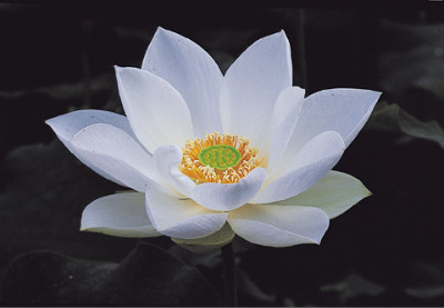 ����ũ��� ����