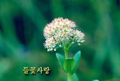 ����ũ��� ����