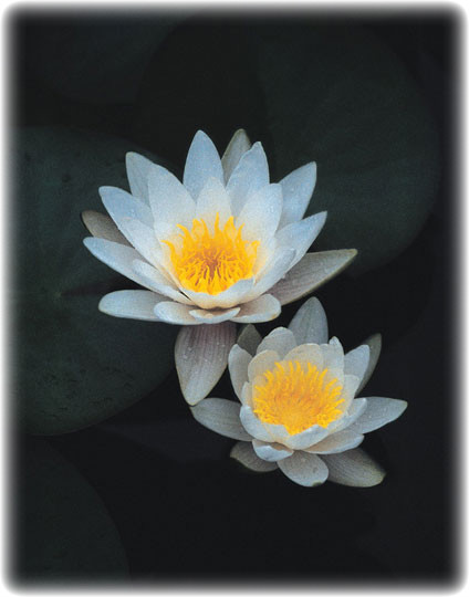 ����ũ��� ����