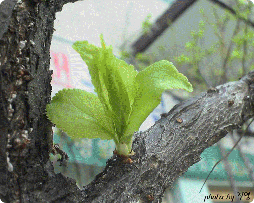 ����ũ��� ����