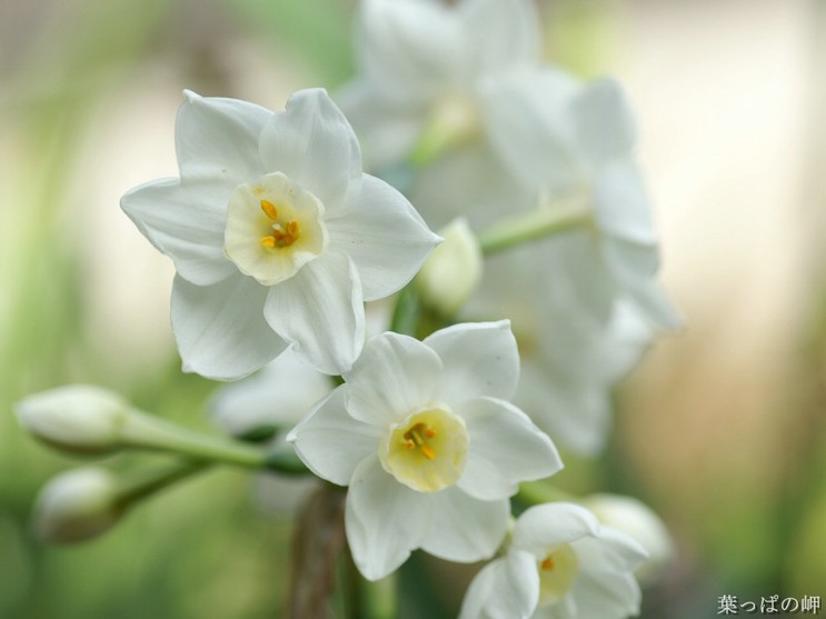 ����ũ��� ����