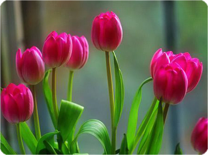 ����ũ��� ����