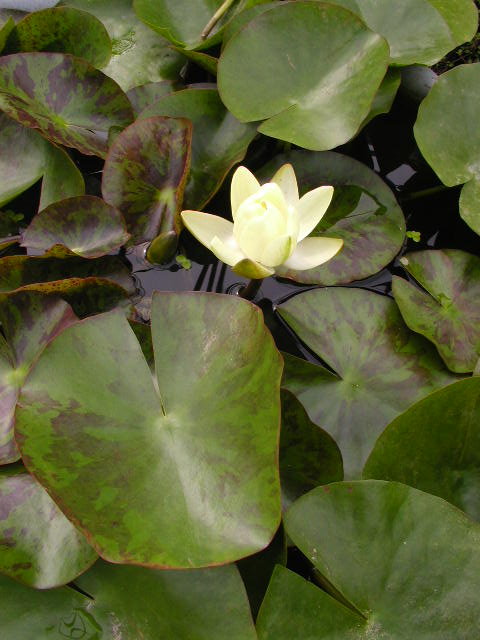 ����ũ��� ����